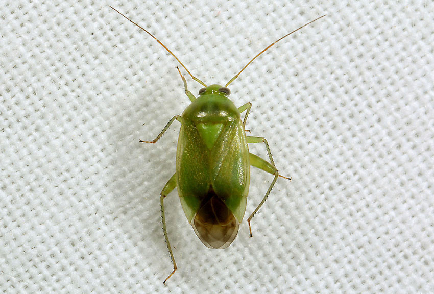 Miridae: Apolygus lucorum